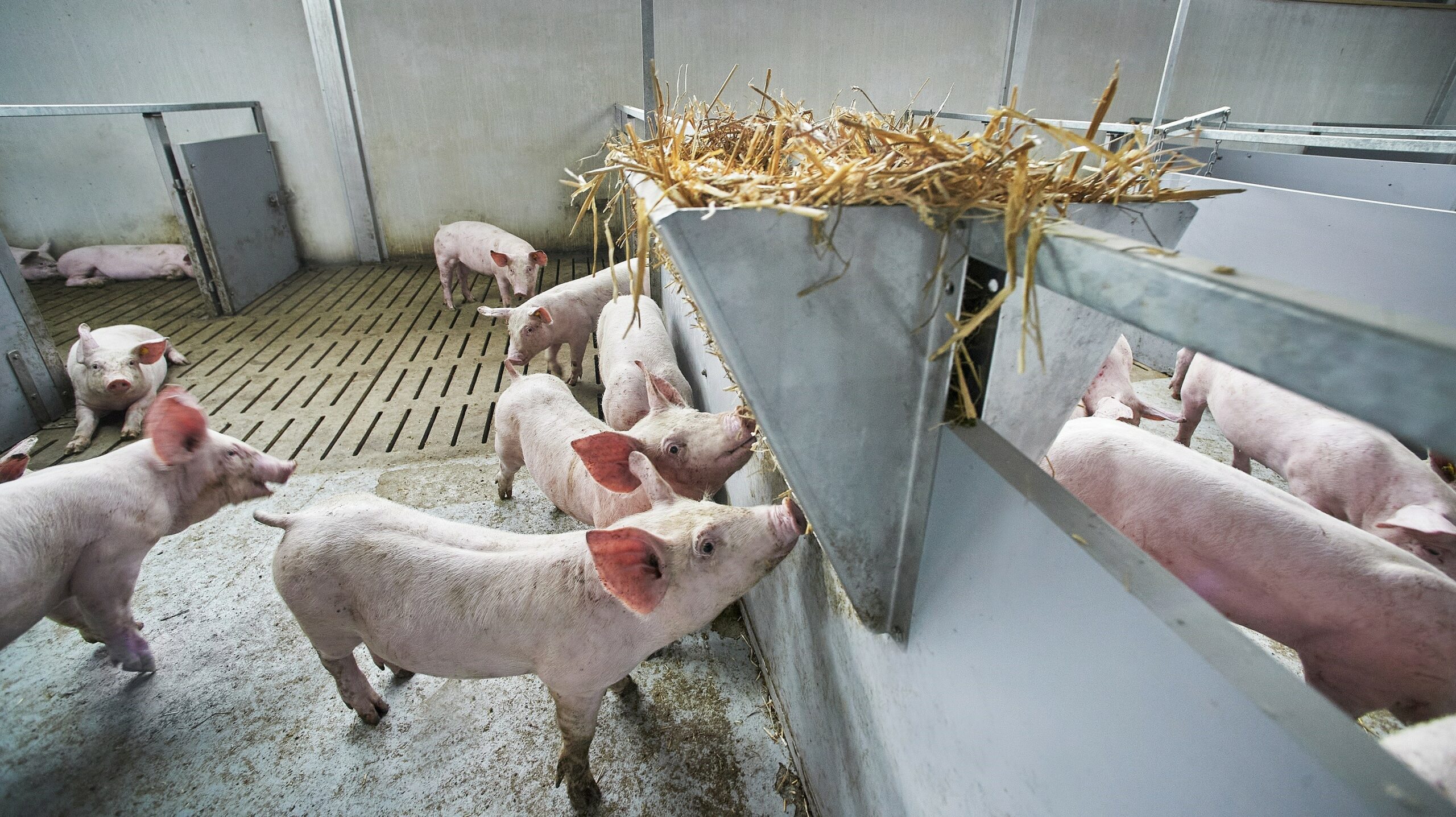Kartrekker Vion maakt CO2-footprint in de varkensvleesketen inzichtelijk en transparant